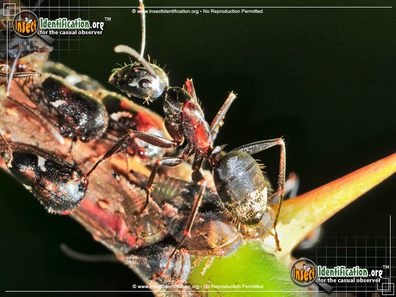 Full-sized image #2 of the Formica-Ant