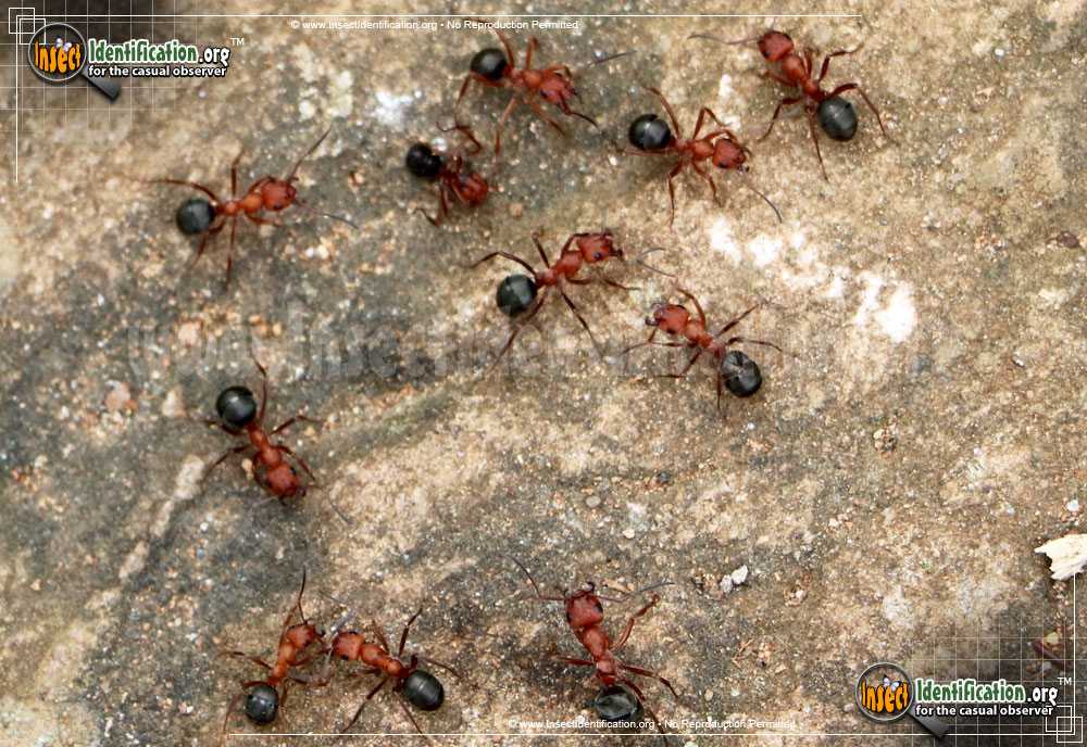 Full-sized image of the Formica-Ant