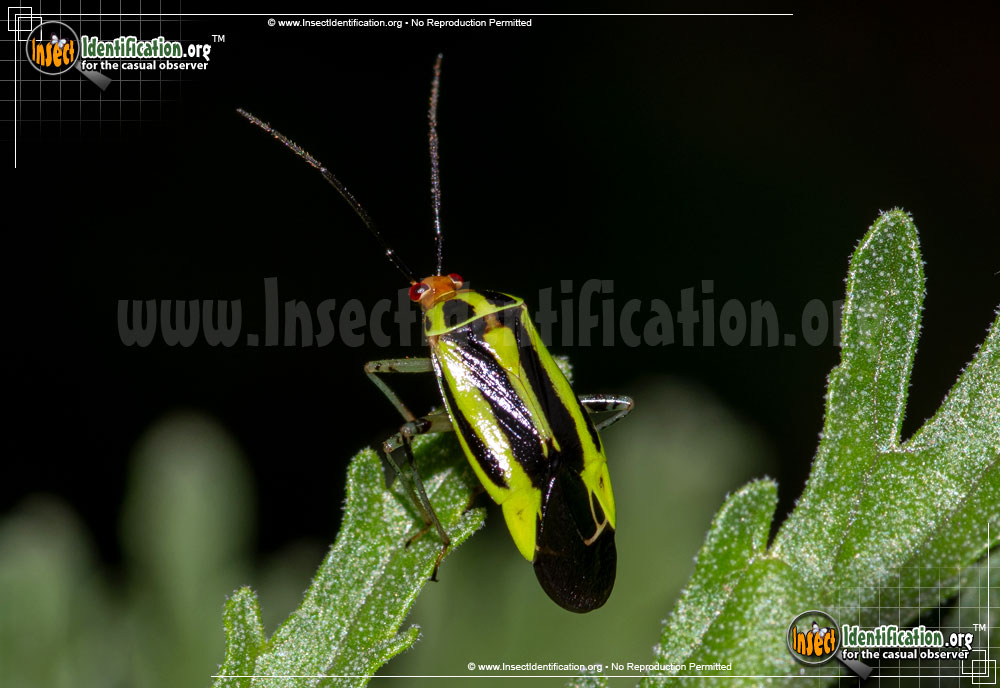 Full-sized image of the Four-Lined-Plant-Bug