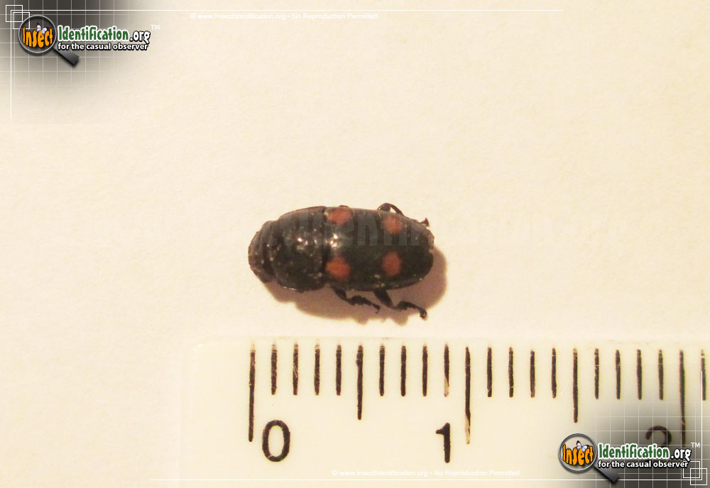 Full-sized image of the Four-Spot-Sap-Beetle
