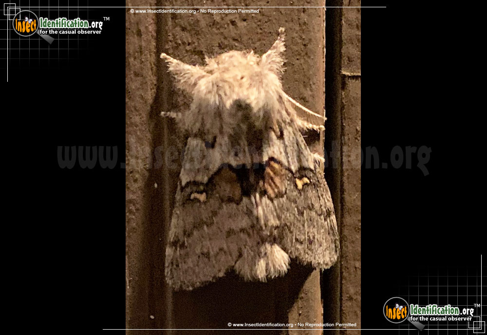 Full-sized image of the Four-Spotted-Gluphisia-Moth
