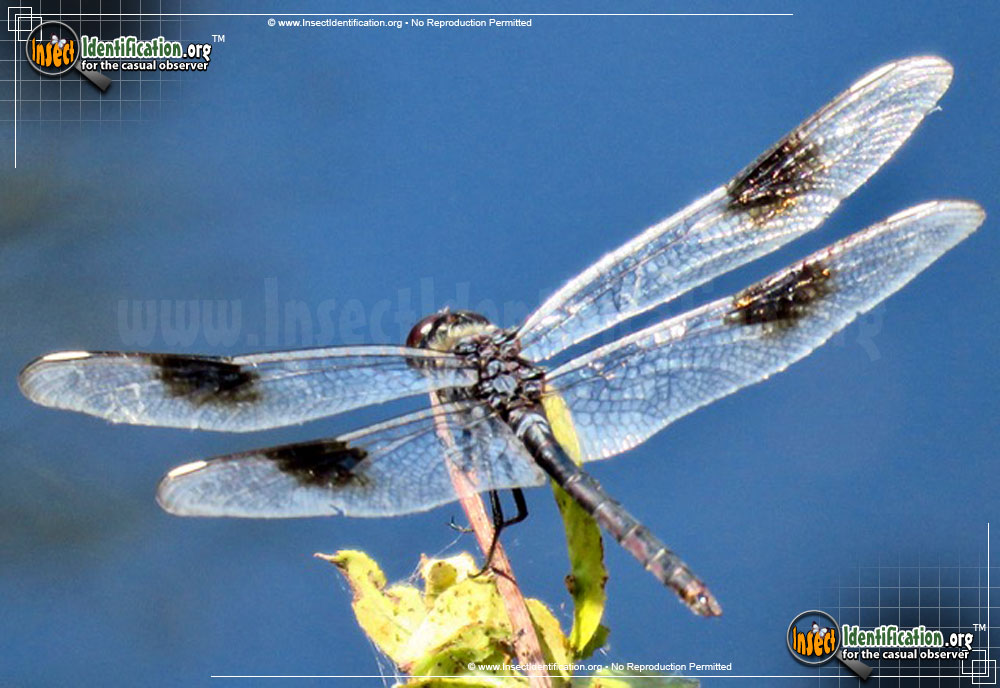 Full-sized image of the Four-Spotted-Pennant-Dragonfly