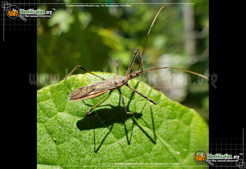 Full-sized image of the Four-Spurred-Assassin-Bug