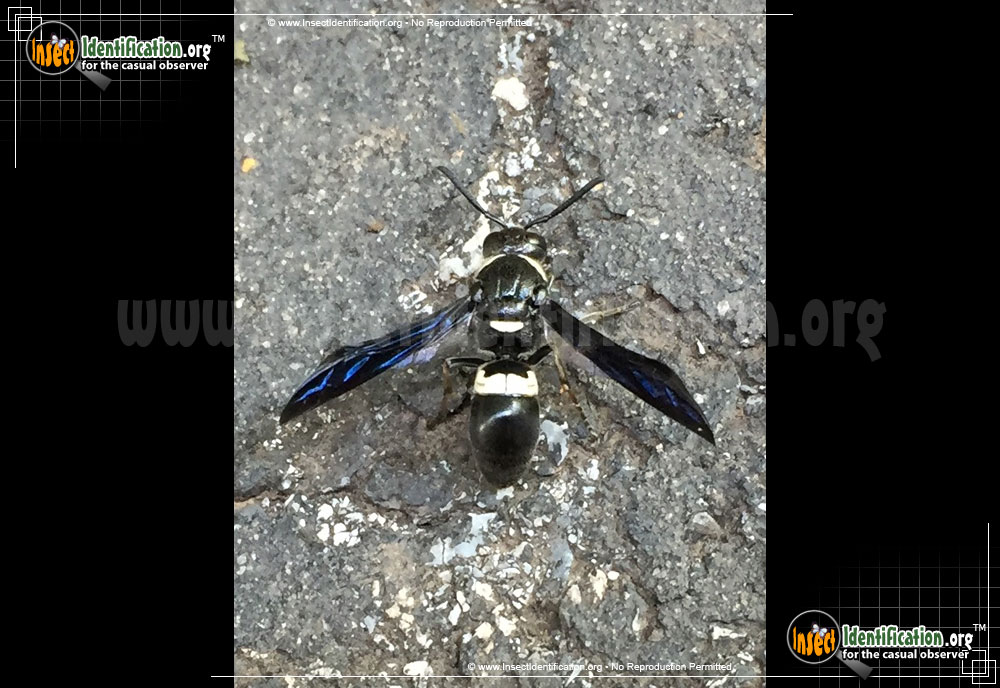 Full-sized image of the Four-Toothed-Mason-Wasp