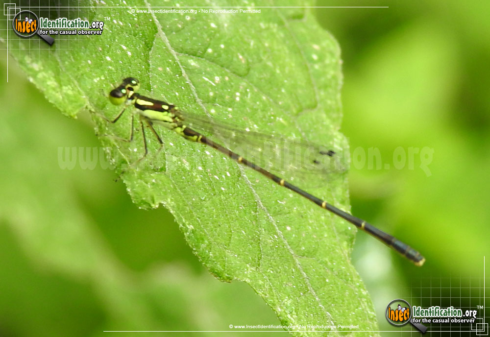 Full-sized image of the Fragile-Forktail-Damselfly
