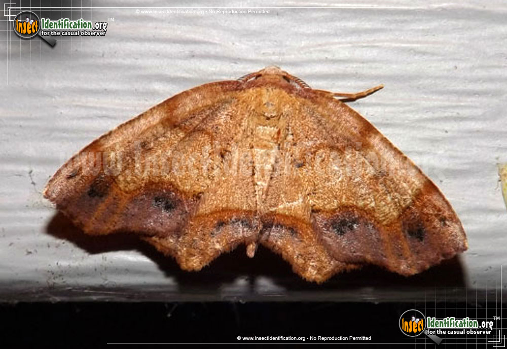 Full-sized image #2 of the Friendly-Probole-Moth