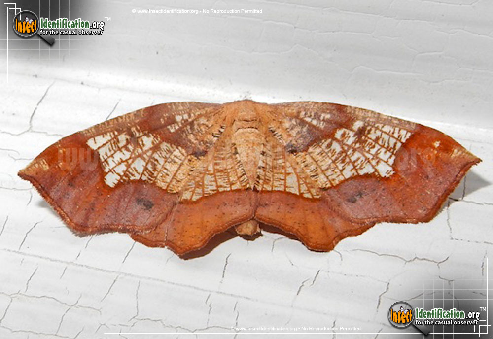 Full-sized image of the Friendly-Probole-Moth