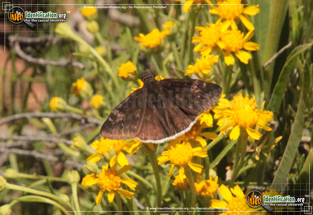 Full-sized image of the Funereal-Duskywing-Butterfly