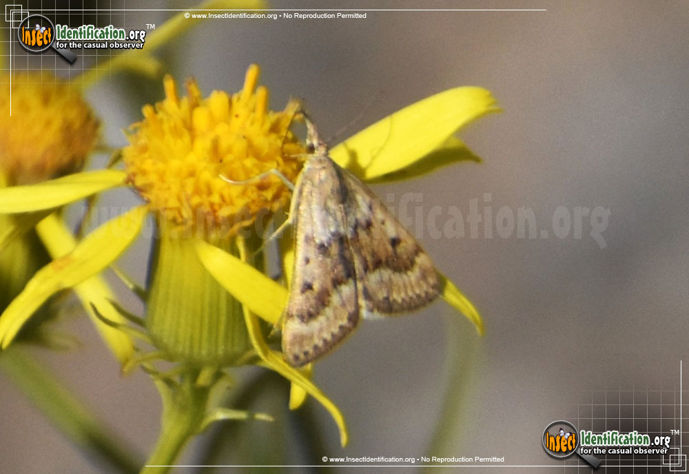 Full-sized image #2 of the Garden-Webworm-Moth
