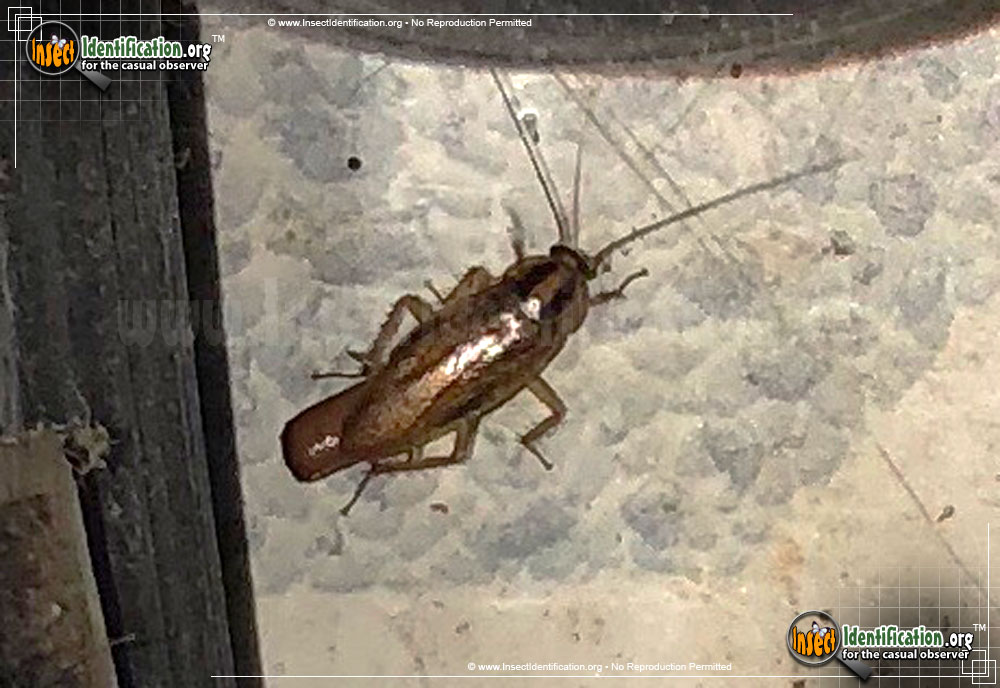 Full-sized image #3 of the German-Cockroach