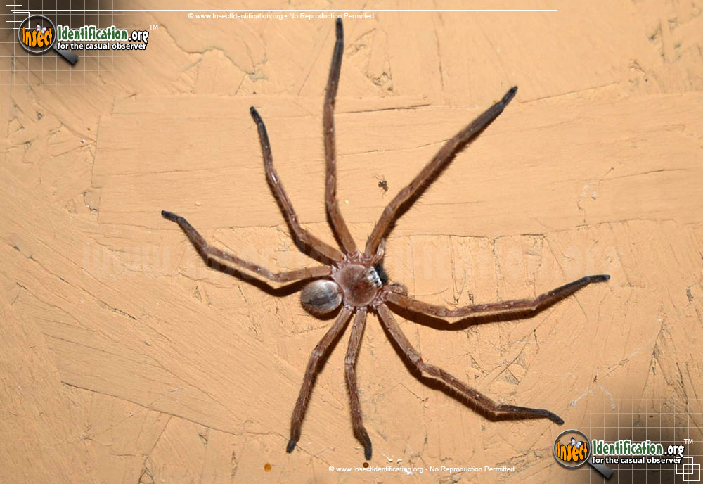Full-sized image of the Giant-Crab-Spider