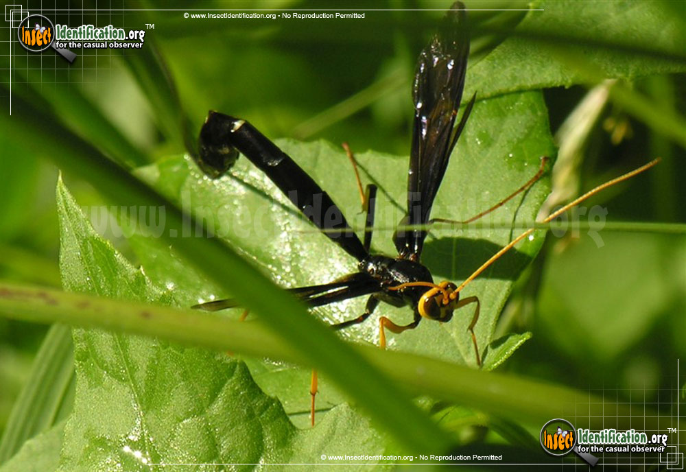 Full-sized image #5 of the Giant-Ichneumon-Wasp-Megarhyssa-Atrata