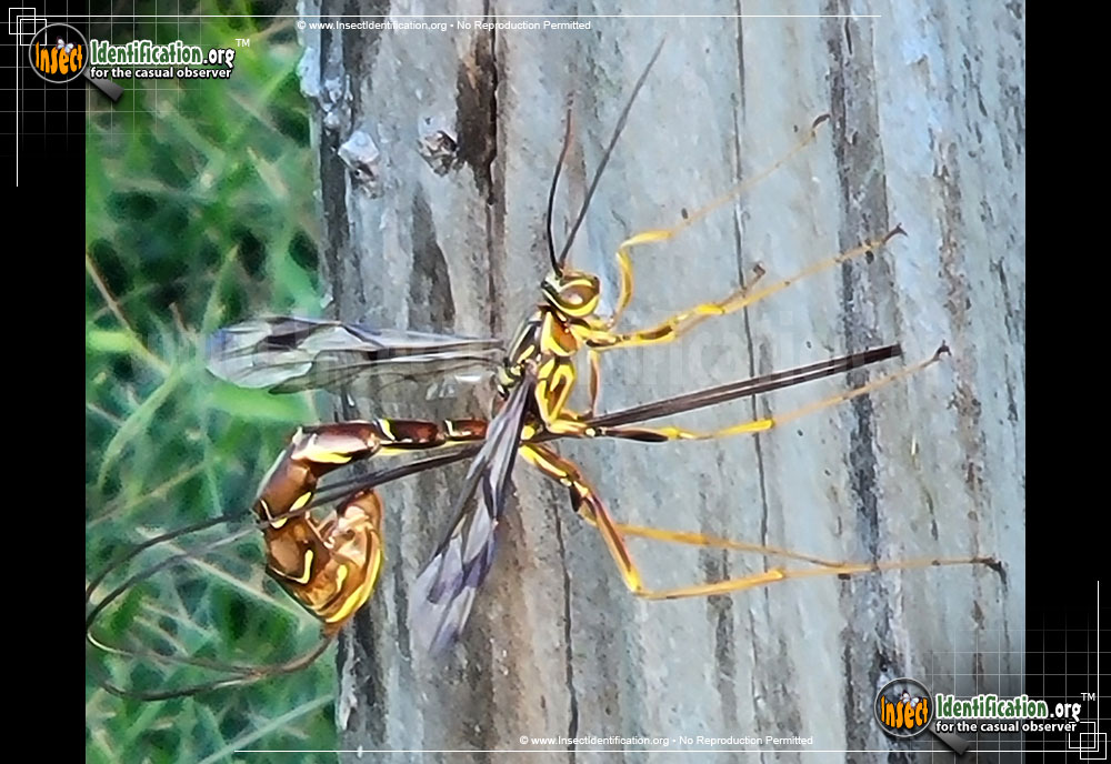 Full-sized image #10 of the Giant-Ichneumon-Wasp-Megarhyssa-Macrurus