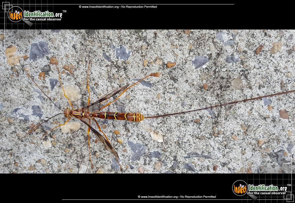Full-sized image #6 of the Giant-Ichneumon-Wasp-Megarhyssa-Macrurus