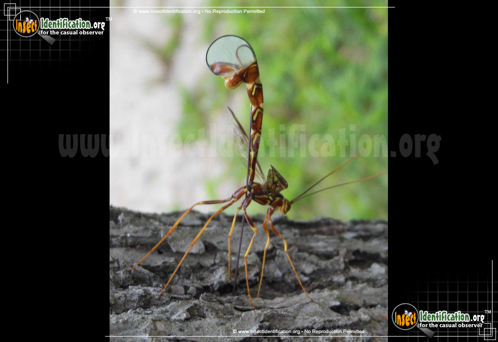Full-sized image #9 of the Giant-Ichneumon-Wasp-Megarhyssa-Macrurus