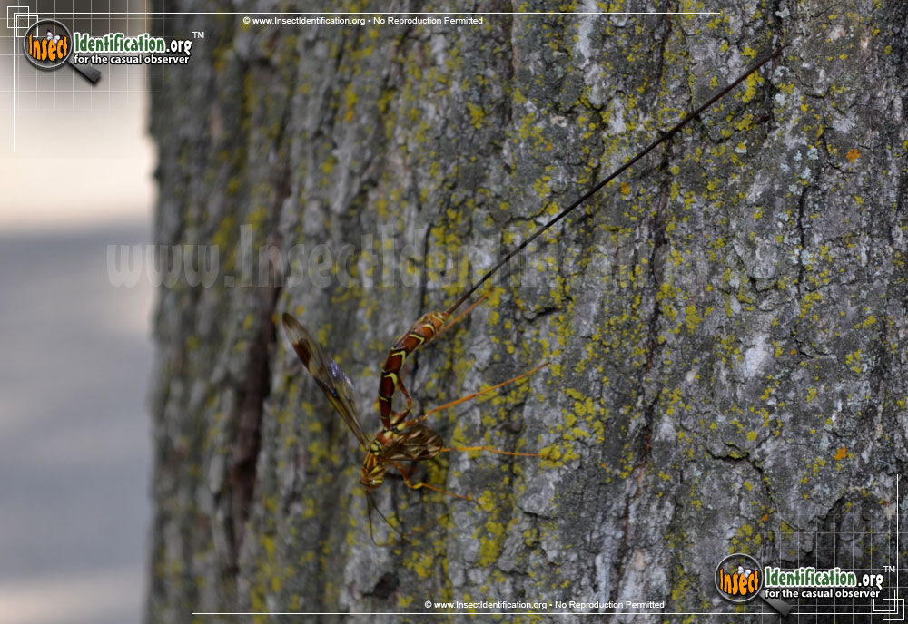 Full-sized image #8 of the Giant-Ichneumon-Wasp-Megarhyssa-Macrurus