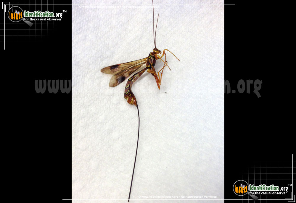 Full-sized image #7 of the Giant-Ichneumon-Wasp-Megarhyssa-Macrurus