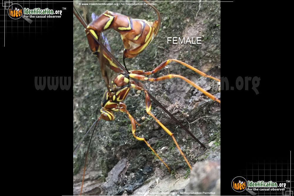 Full-sized image of the Giant-Ichneumon-Wasp-Megarhyssa-Macrurus