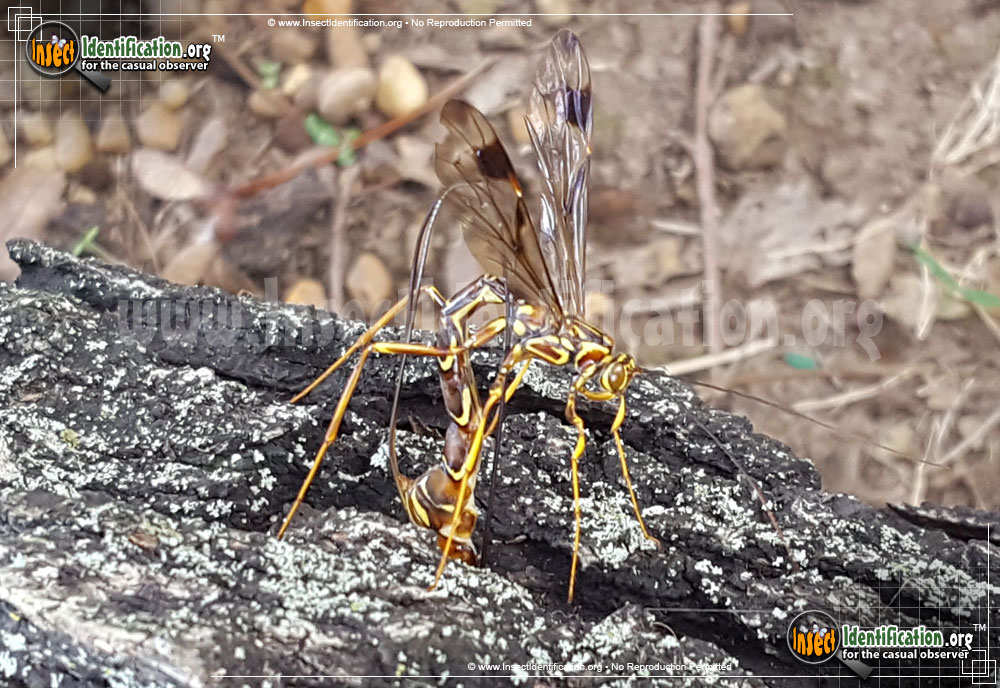 Full-sized image #2 of the Giant-Ichneumon-Wasp-Megarhyssa-Macrurus