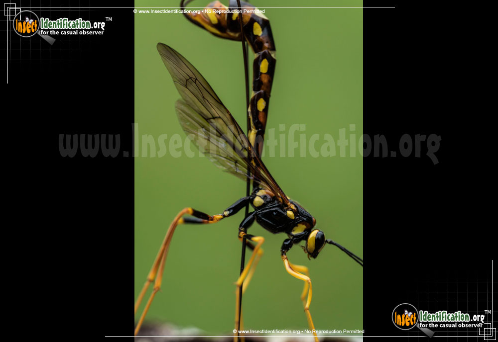 Full-sized image #2 of the Giant-Ichneumon-Wasp-Megarhyssa-Nortoni