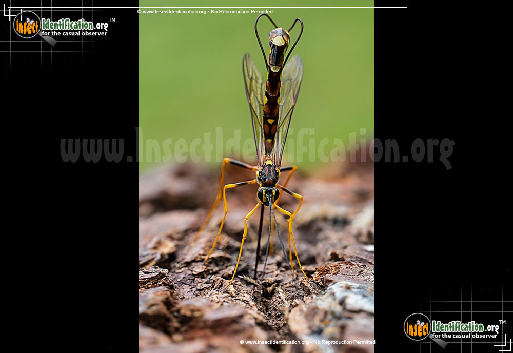 Full-sized image #3 of the Giant-Ichneumon-Wasp-Megarhyssa-Nortoni