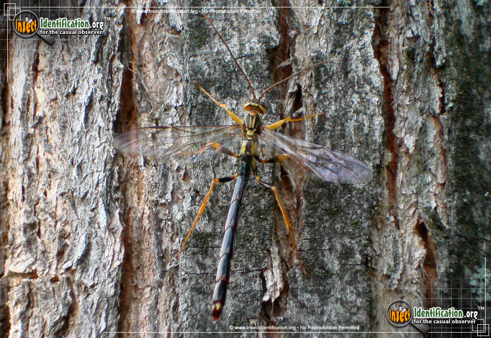Full-sized image #4 of the Giant-Ichneumon-Wasp