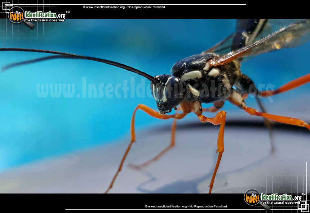 Full-sized image #2 of the Giant-Ichneumon-Wasp