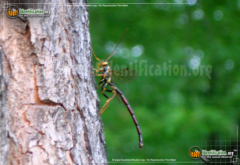Full-sized image #3 of the Giant-Ichneumon-Wasp