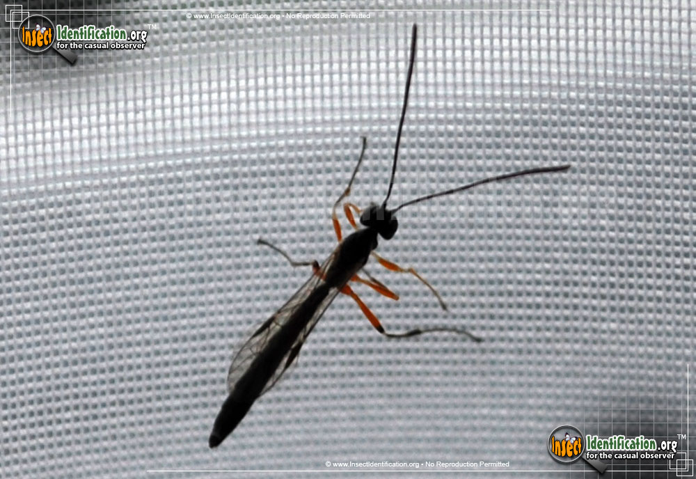 Full-sized image #9 of the Giant-Ichneumon-Wasp