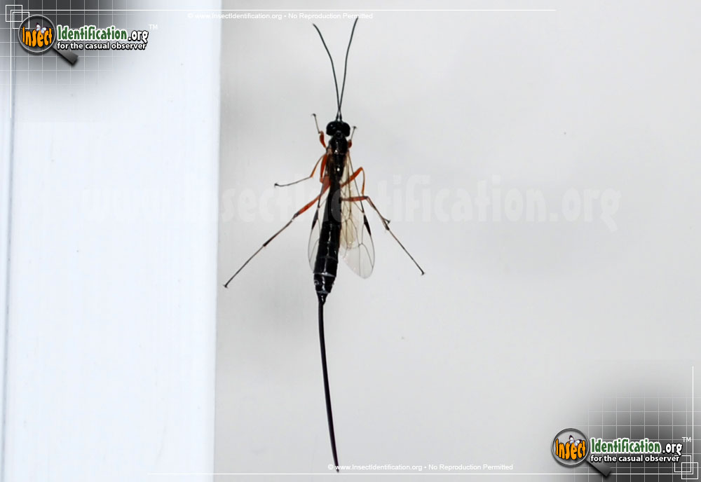 Full-sized image #8 of the Giant-Ichneumon-Wasp