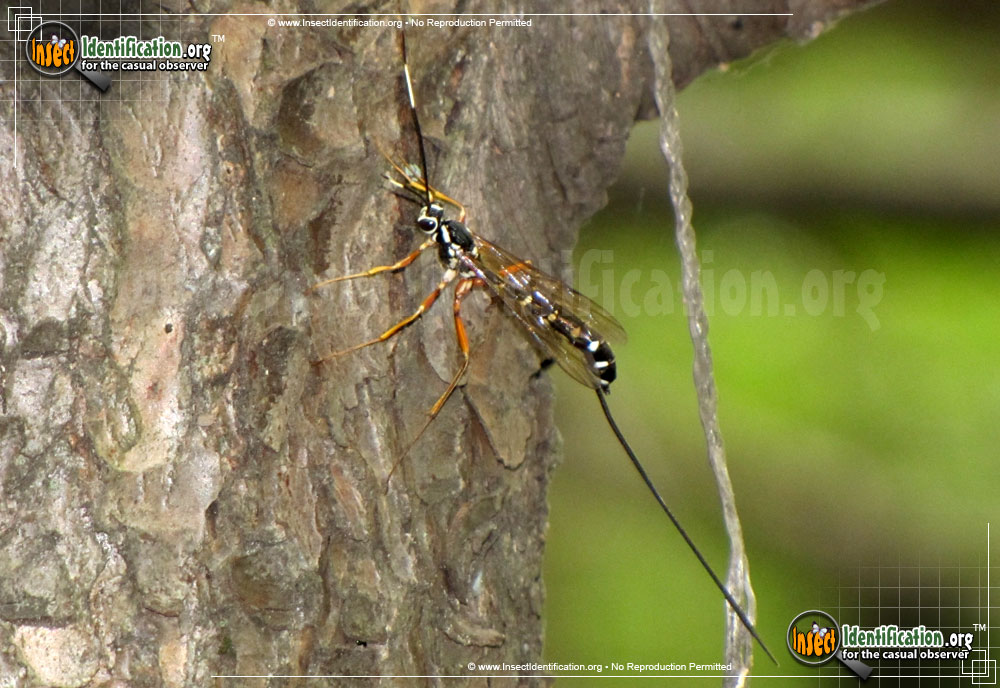 Full-sized image #5 of the Giant-Ichneumon-Wasp