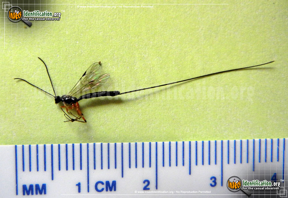 Full-sized image #6 of the Giant-Ichneumon-Wasp