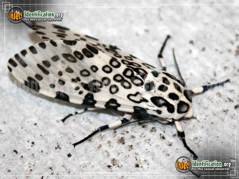 Full-sized image #9 of the Giant-Leopard-Moth