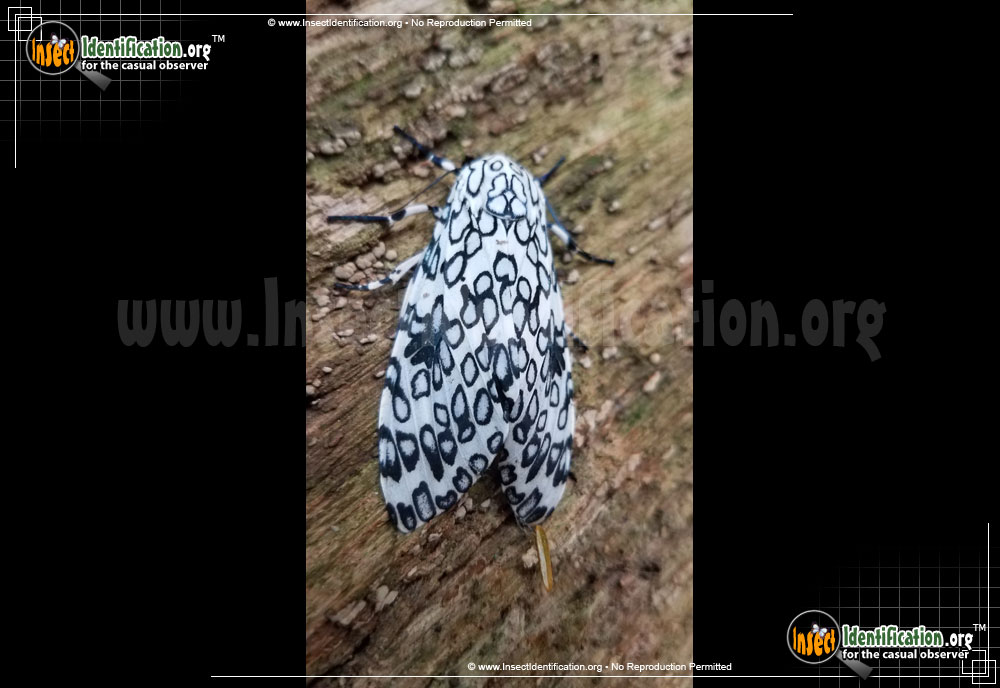 Full-sized image #12 of the Giant-Leopard-Moth