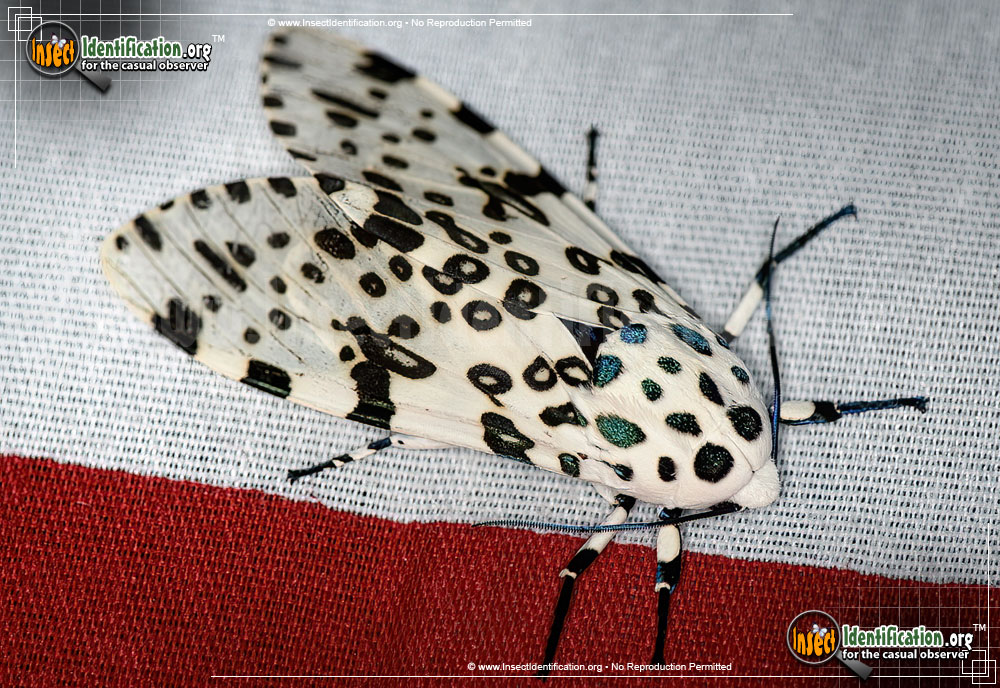 Full-sized image #15 of the Giant-Leopard-Moth