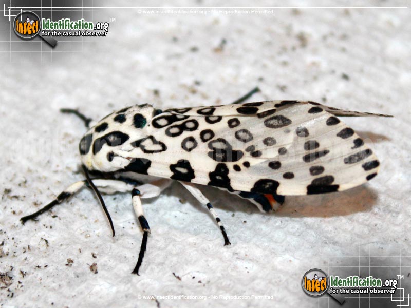 Full-sized image #11 of the Giant-Leopard-Moth