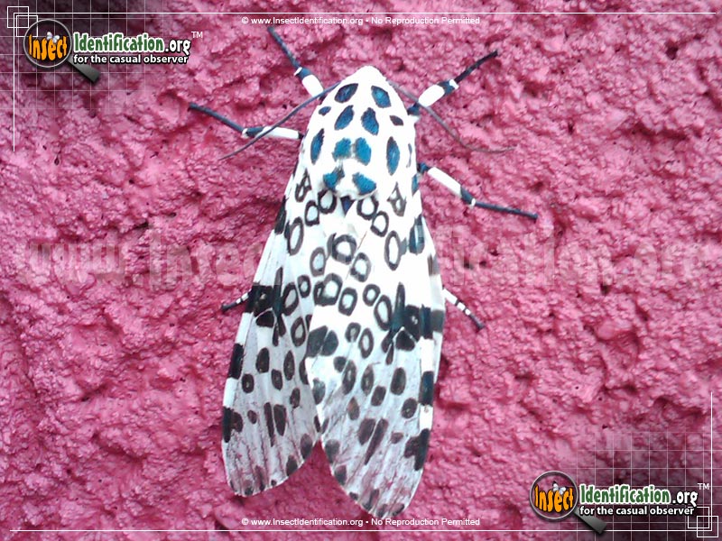 Full-sized image #4 of the Giant-Leopard-Moth