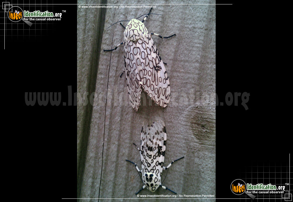 Full-sized image of the Giant-Leopard-Moth