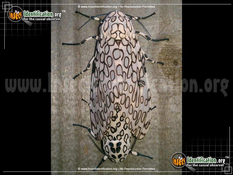 Full-sized image #10 of the Giant-Leopard-Moth