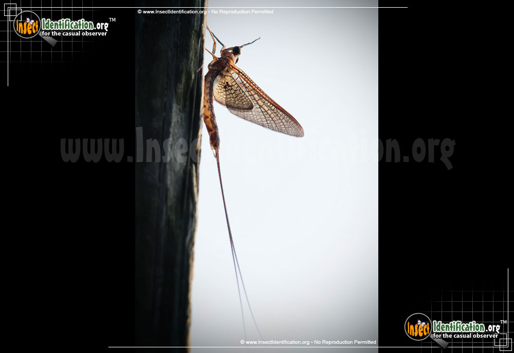 Full-sized image #3 of the Giant-Mayfly