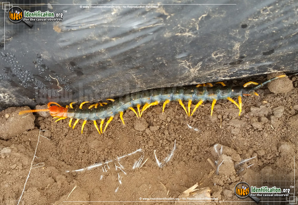 Full-sized image of the Giant-Red-headed-Centipede