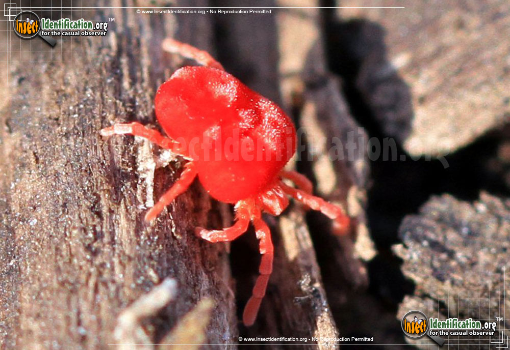 Full-sized image of the Giant-Red-Velvet-Mite