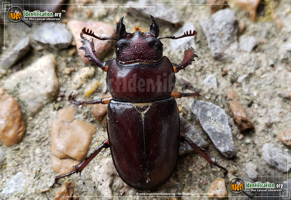 Full-sized image #6 of the Giant-Stag-Beetle