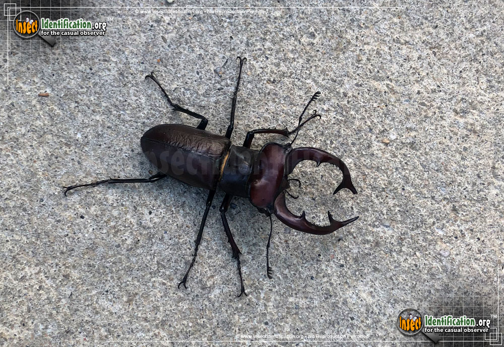 Full-sized image of the Giant-Stag-Beetle