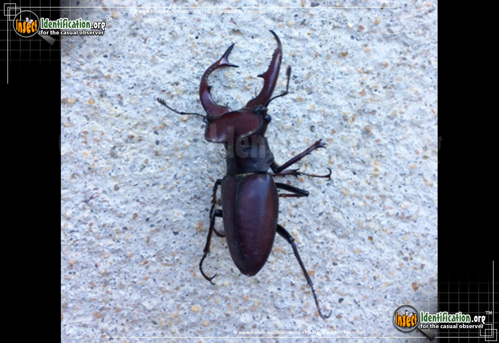 Full-sized image #4 of the Giant-Stag-Beetle