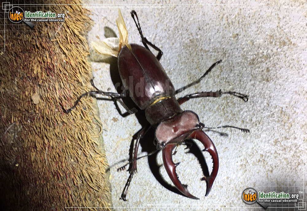 Full-sized image #5 of the Giant-Stag-Beetle