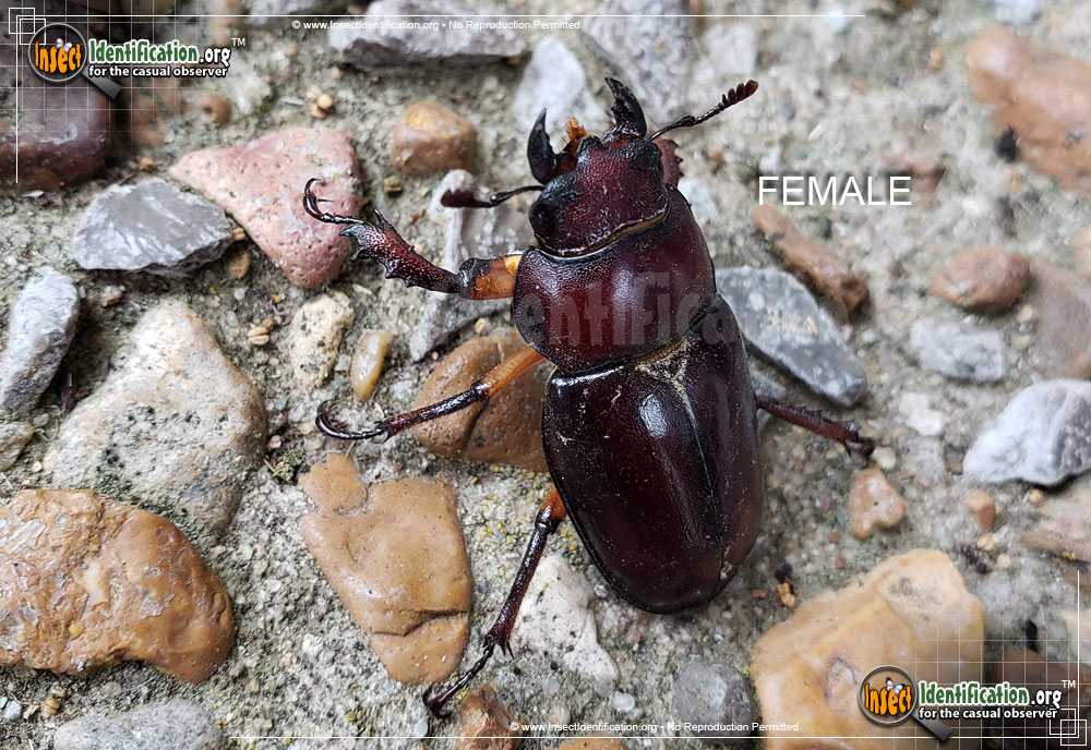 Full-sized image #8 of the Giant-Stag-Beetle