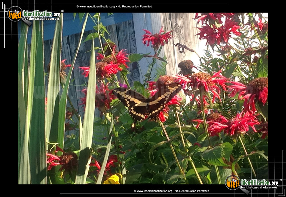Full-sized image #9 of the Giant-Swallowtail-Butterfly