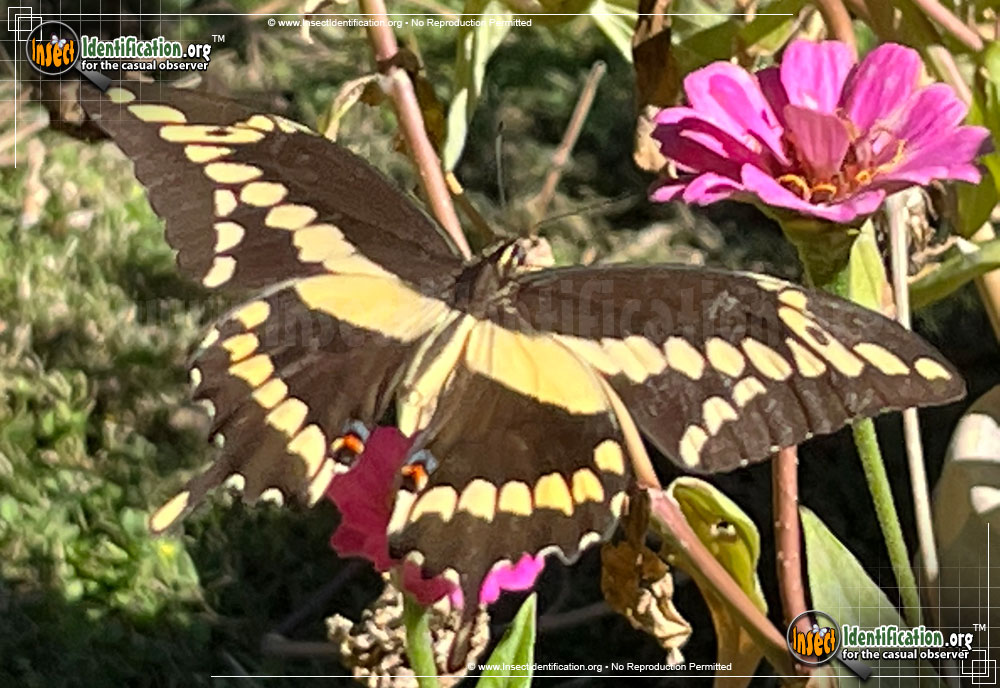 Full-sized image of the Giant-Swallowtail-Butterfly