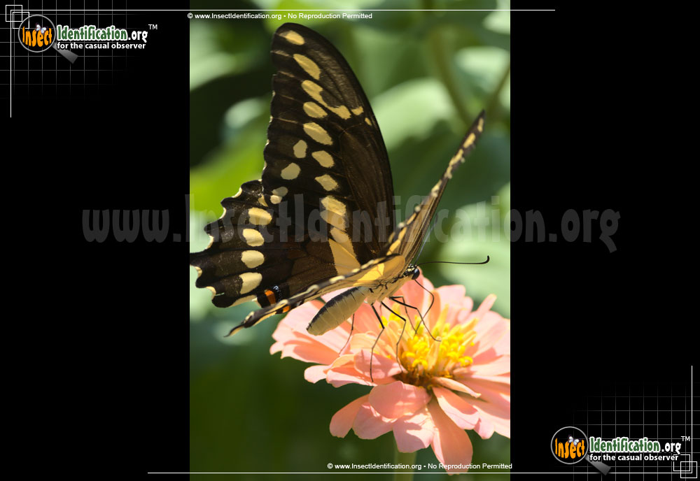 Full-sized image #13 of the Giant-Swallowtail-Butterfly
